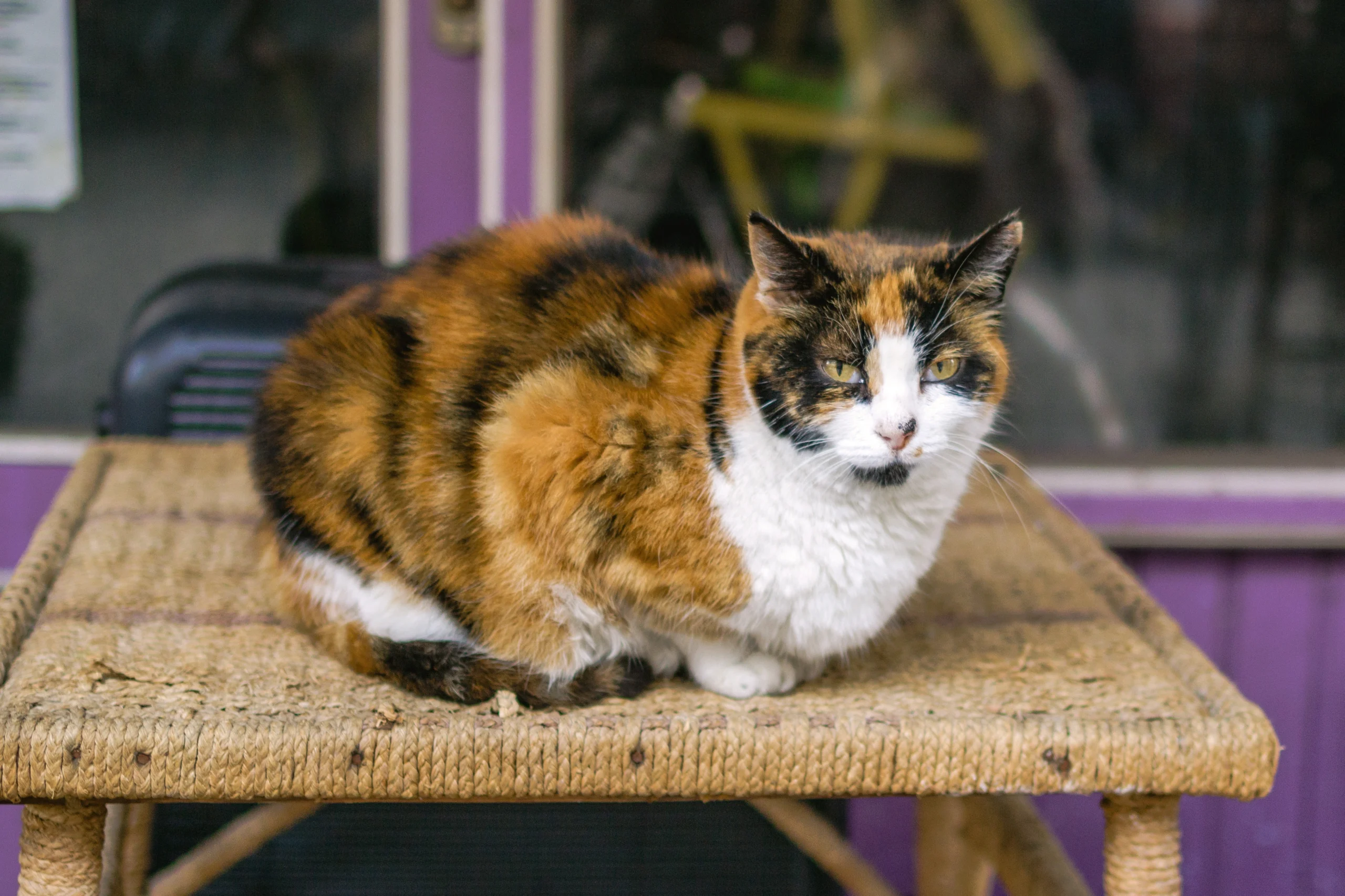 Calico Cat Breed