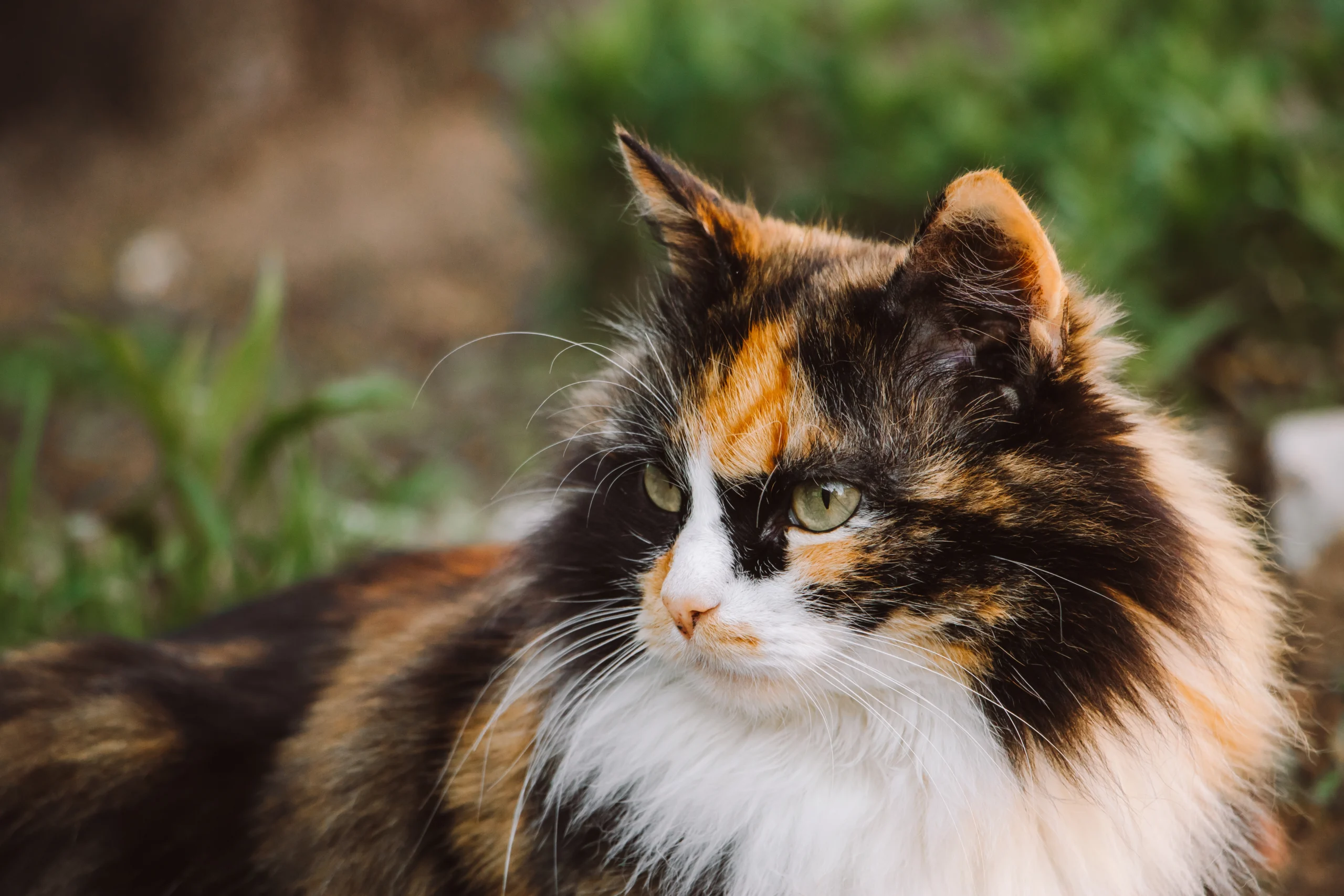 ​calico tabby cat mix​