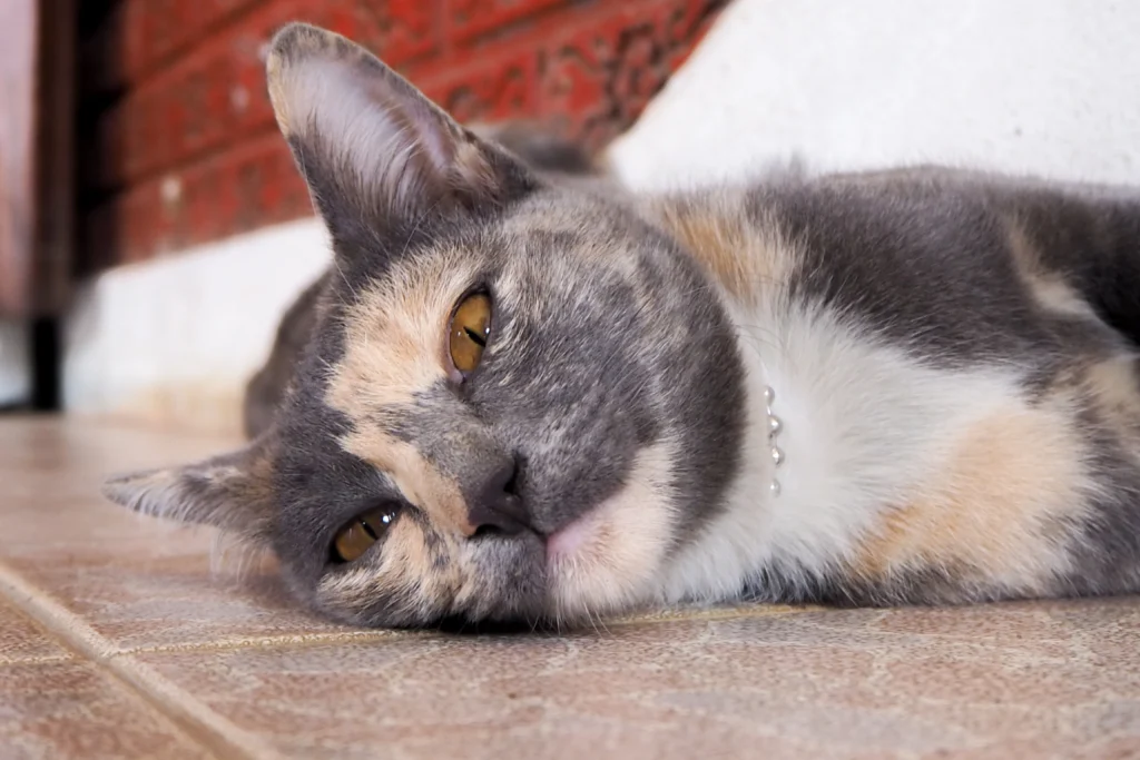 grey calico cat​