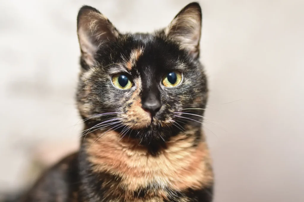 Tortie Cats