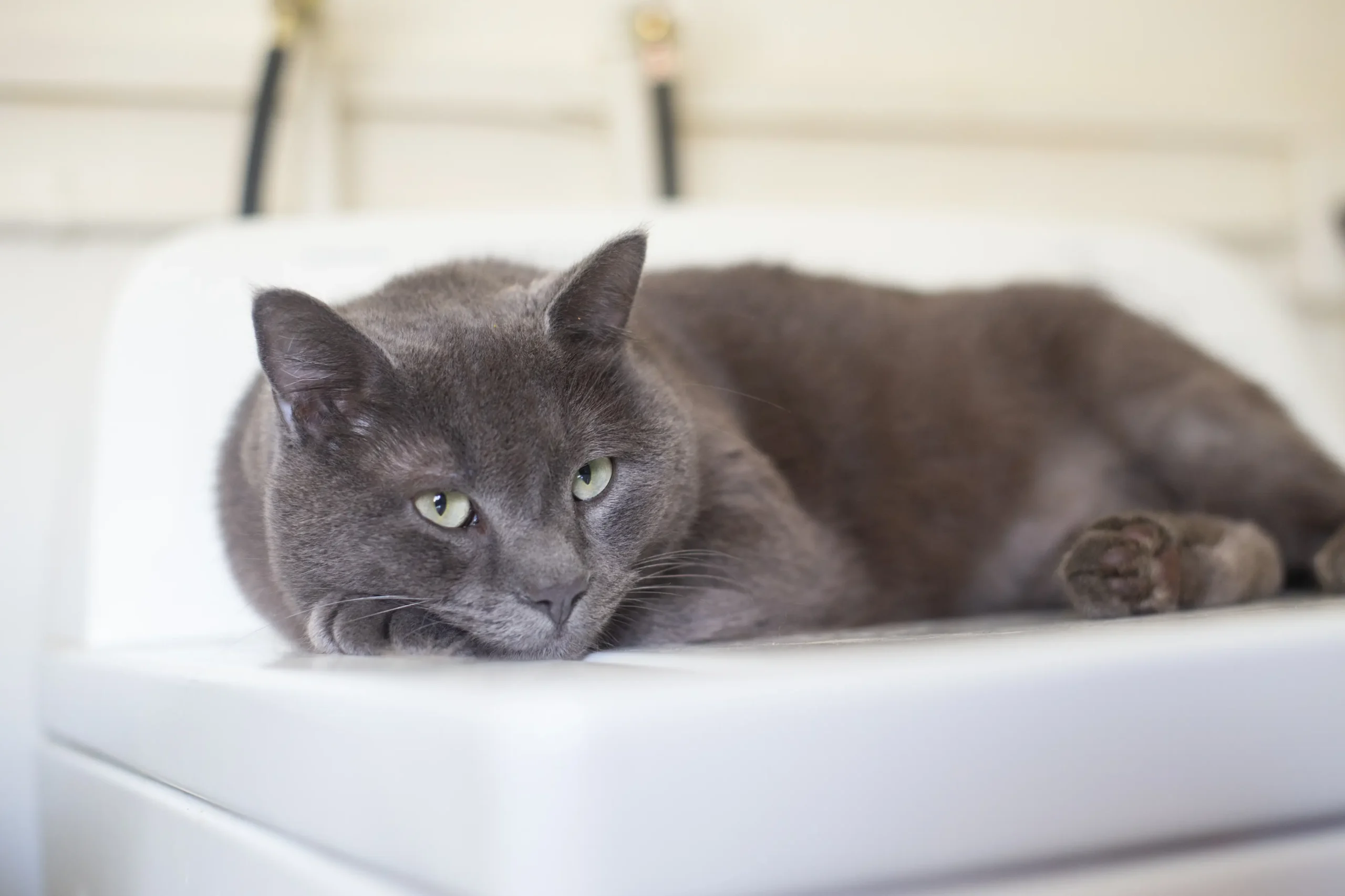 Russian Blue Price
