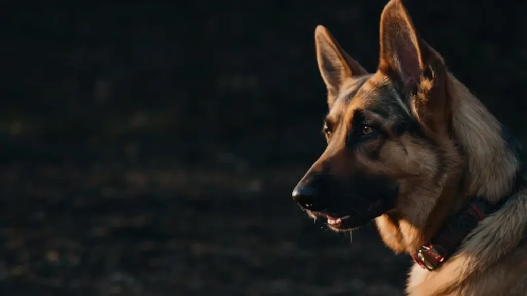 German Shepherd Food