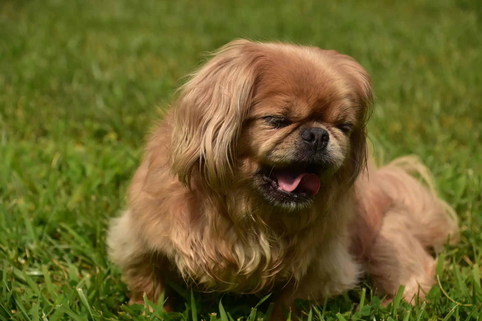 Pekingese dogs