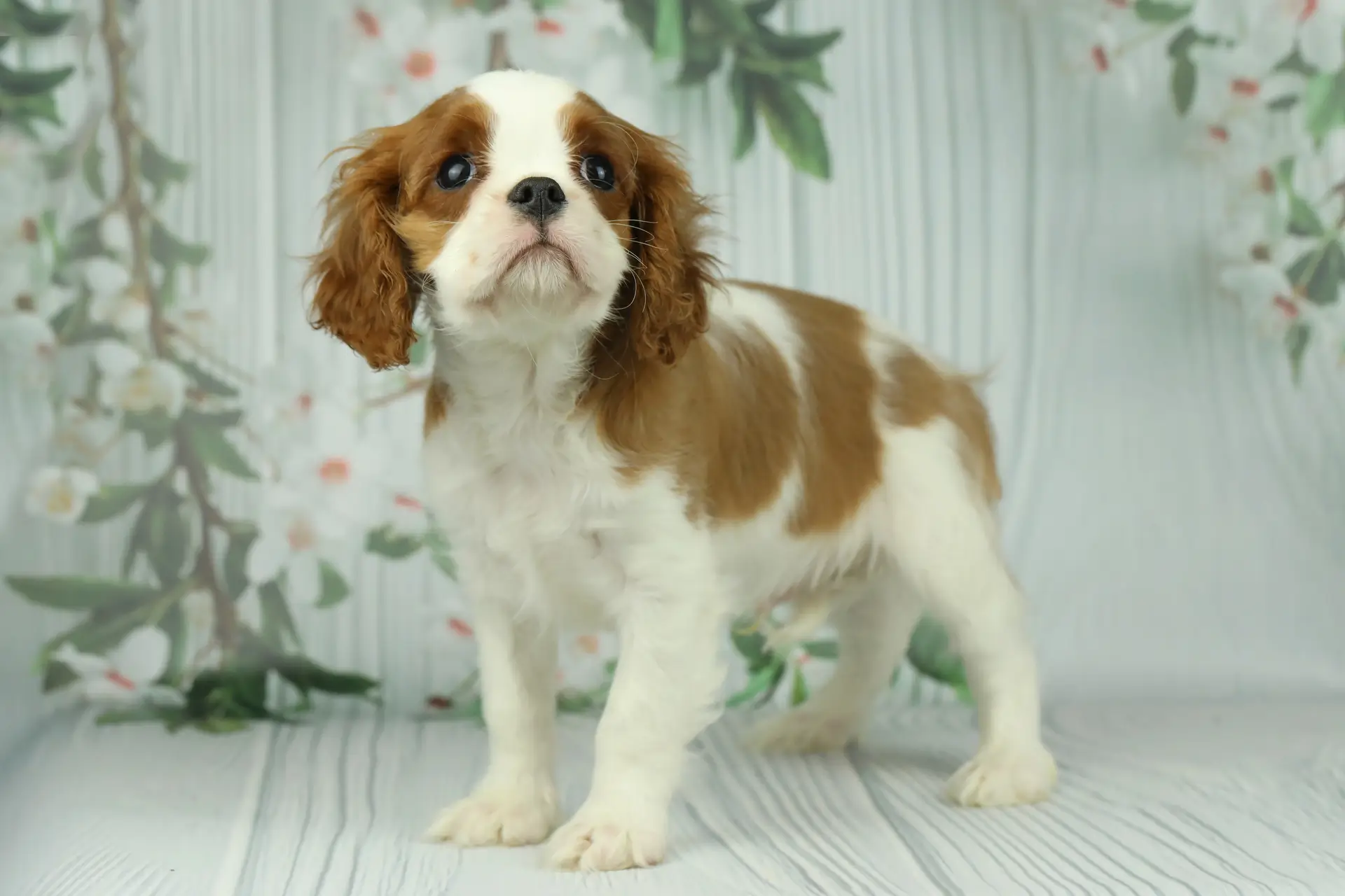 Cavalier King Charles Spaniel